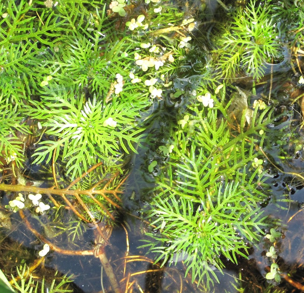 Hottonia palustris